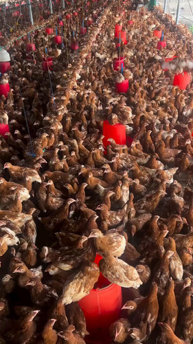 OK r8iBSlhCDlhdA.jpg