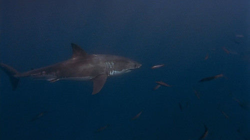 Peter Benchleys Creatura (Creature) 1998 Parte 1 Ita Eng.mkv snapshot 00.11.30 [2025.07.05 20.46.44].jpg