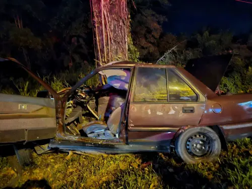 pokok 1751761519.webp