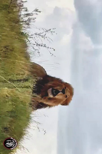 P83a4HPDTXWG oum.jpg