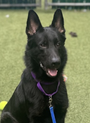 GuDq7 ZawAAELCc?format=png.png