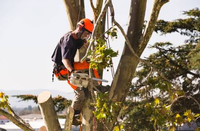 Hedge Cutting Services Cape Town.jpg