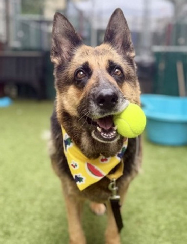 GuzDXTYWIAA8 by?format=jpg.jpg