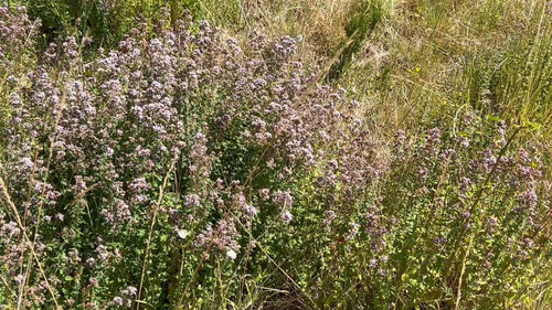 hNoYr SHRUVoOUoP.jpg