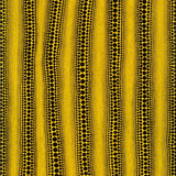yayoi kusama infinitydots.jpg