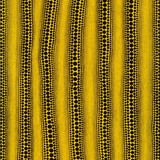 yayoi kusama infinitydots.jpg