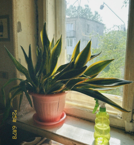 lenkaph 20250706 0001.jpg