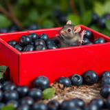 www.naked-ai.art - A red box of blue berries with a rat dancing inside
