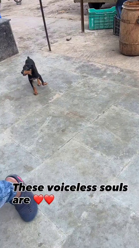 cePe1D8nL5tO6 sO.jpg