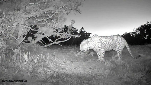 dTzOiyjm2NIoOz o.jpg