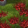 spiderlilies thumb.png