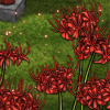 spiderlilies sparks thumb.png