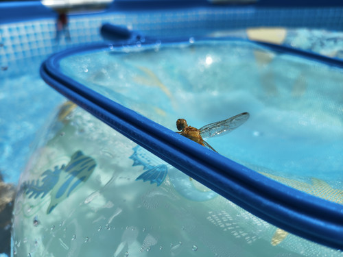 IMG 20250706 151641629 HDR.jpg