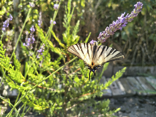 IMG 20250705 114344460 HDR.jpg