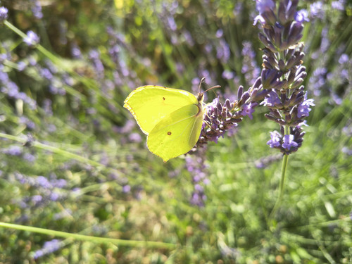 IMG 20250705 114721436 HDR.jpg