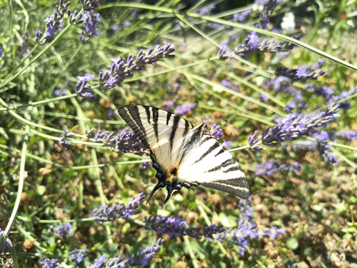 IMG 20250705 114736072 HDR.jpg