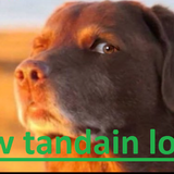 dogo2.png