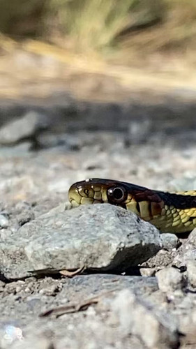 37nqmkJa1Ic UAm1.jpg