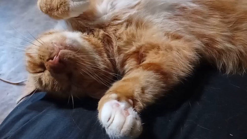 ocsooPQq9pd NOo6.jpg