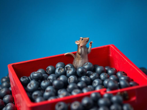 www.naked-ai.art - A red box of blue berries with a rat dancing inside.jpg