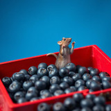 www.naked-ai.art - A red box of blue berries with a rat dancing inside