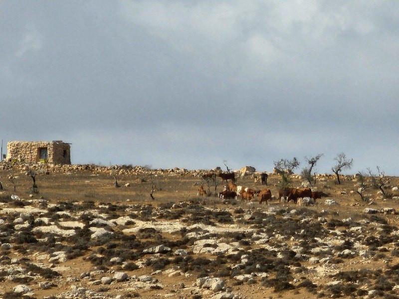 🟨*قطعان المستوطنين يطلقون أبقارهم في أراضي الفلسطينيين بقرية البرج جنوب الخليل....