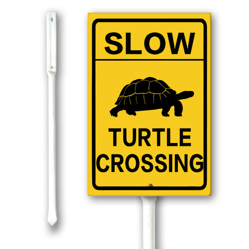 slow turtle crossing.jpg