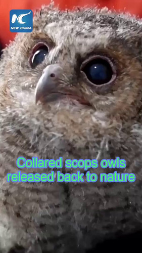 IDXov0CGU6pRIgR9.jpg