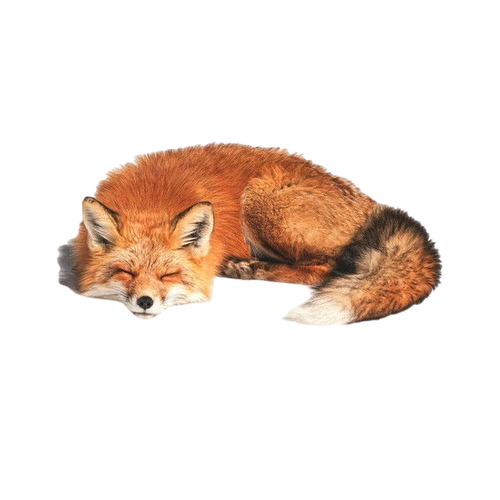 fox