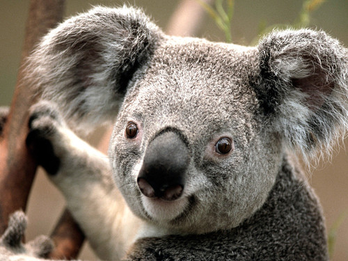 Koala.1