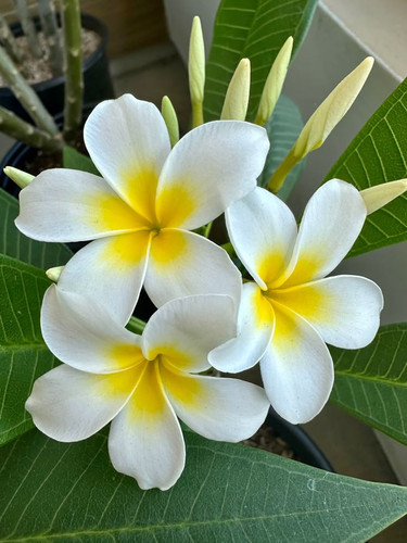 First bloom 2023.jpg
