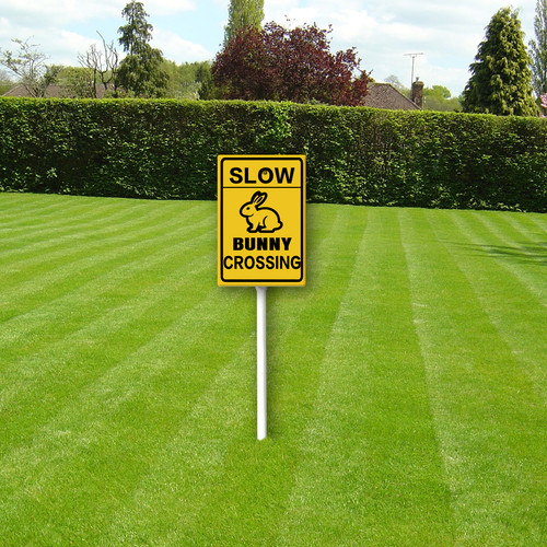 slow bunny crossing 1.jpg