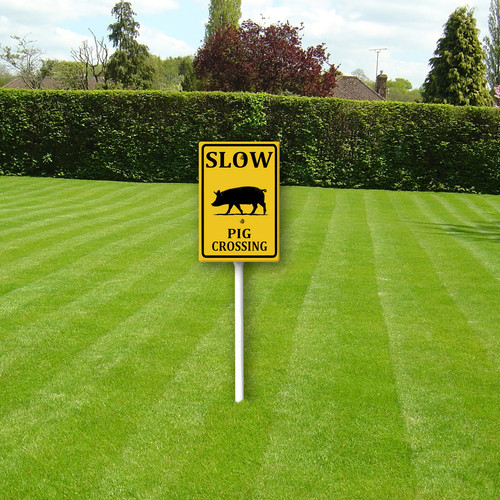 slow pig crossing 1.jpg