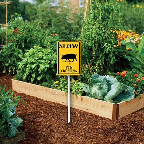 slow pig crossing 4.jpg