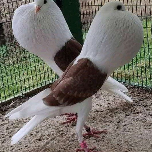 %D0%90%D0%BA%D0%BC%D0%B0%D0%BB%D1%85%D0%B0%D0%BD.jpg
