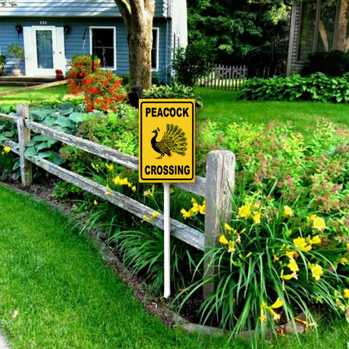 peacock crossing 2.jpg
