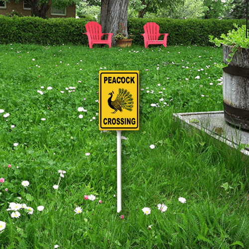 peacock crossing 4.jpg