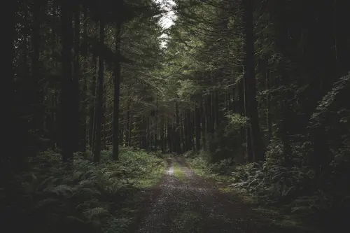 curvy narrow muddy road dark forest surrounded by greenery little light coming from 181624 1825.webp