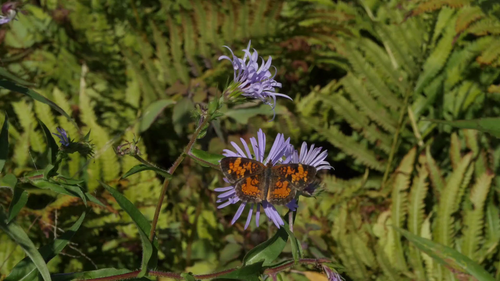 vlcsnap 2025 06 17 17h56m08s483.png