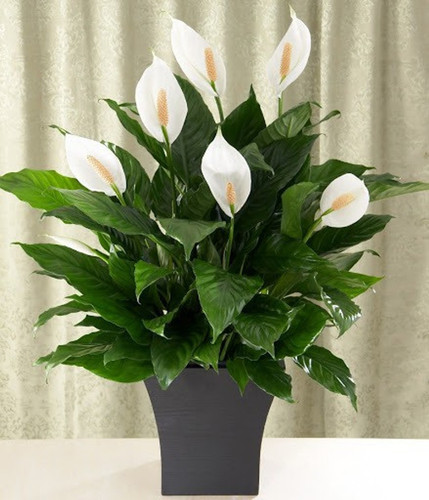 yes perennial yes hybrid peaceli.jpg
