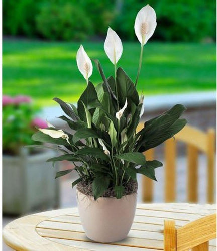 gardens peace lily indoor plant.jpg