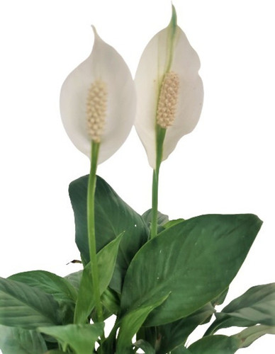 evergreen 1 indian flora origina.jpg