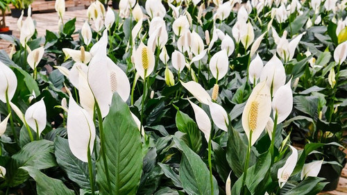 perennial no yes peace lily flow.jpg