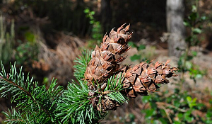 Douglas Fir