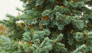 Douglas Fir