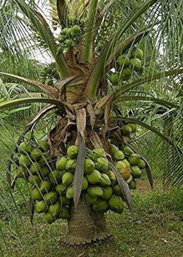 ezcoconut 17 1 eztect original i.jpg