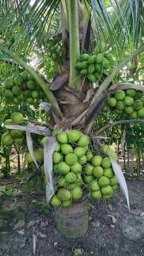 high yield hybrid rare coconut p.jpg