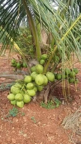 no annual yes green dwarf coconu.jpg