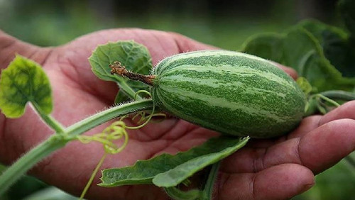 15 parwal vegetable seeds pointe.jpg