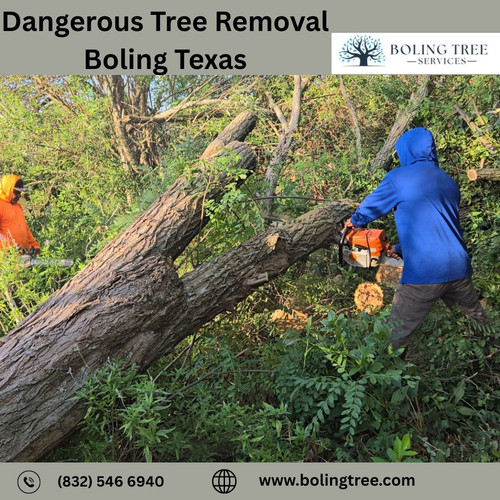 Dangerous Tree Removal Boling Texas.jpg